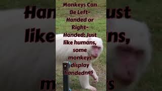 Monkey fact#youtubeshorts #shortsfacts #animalfacts #shortsvideo #petlover #wildanimal #food #fruit