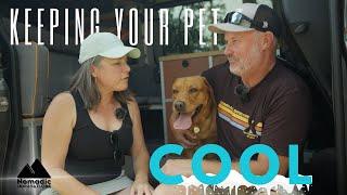 Want to Keep Your Dog Cool? Watch This Now!