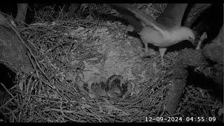 White Bellied Sea Eagles ~ Lady Scares Off Possum On Nest! Duet Honking & SE34 Joins In!   9.12.24