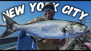 Finally Caught A Gator Bluefish In New York Harbor