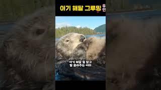 아기 해달 그루밍