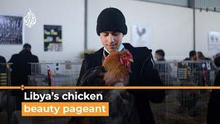 Inside Libya’s first-ever chicken beauty pageant