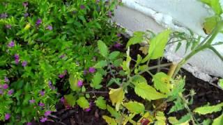 4 Lessons My Tomato Garden Taught Me About Outsourcing