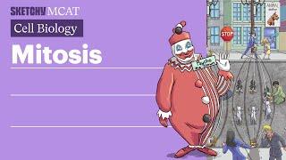 Mitosis: Cell Division & Stages Explained  (Full Lesson) | Sketchy MCAT