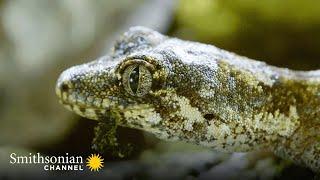 This Forest Gecko is a Near-Invisible Assassin   | Smithsonian Channel