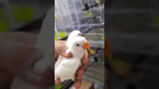 New Breeder Albino Red eyes, Black Eyes ki Working Kry #birds #albino #lovebird #birdsmarket