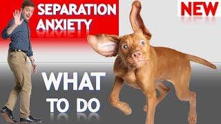 What To Do About Your Dog's Separation Anxiety