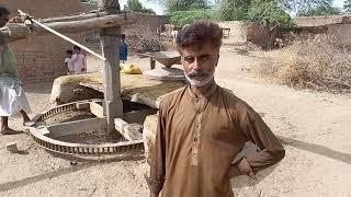 Bull powered flour mill | Flour machine  operated with Oxen | Old flour grinding technology