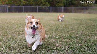 RUN! RUN! HARE RUN! - SAMCORGI