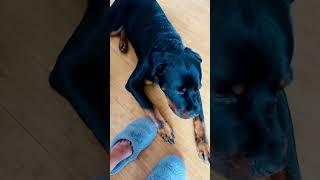 #rottweiler  #puppy  vs blueberry 🫐 #viral  #shorts