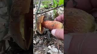 Оце так знахідки #funghi #україна 2 червня 2025