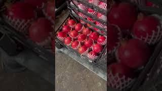 سیب صادراتی ایران  #هند#پاکستان#دبی#سیب#عراق#روسیهIran's export apples  #India#Pakistan#Dubai#