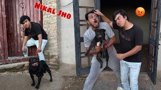 Mamu Or Waleed Ki Larai  Ya Dog Zoo Sy Bahar Nikal Do Wrna 