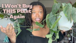 Chill Lofi PLANT CHORES | My Monstera Peru was rotting?!