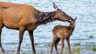 Newborn Elk Calves First Few Months in Canada's Rockies