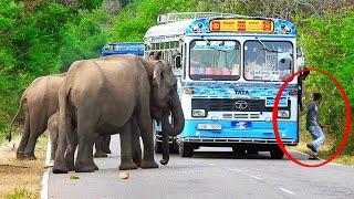 The herd of wild elephants has come to the road in an unsafe manner.