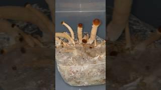 Growing Mushrooms in Monotub, first attempt#mushroom #fungi #growfood #mycology #diy #project #fun