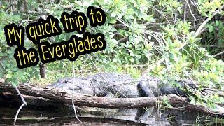 Tamiami Trail, Florida Everglades-Alligators -Quick Travel Vlog