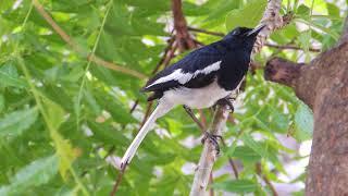 Oriental Magpie Robin | පොල්කිච්චා