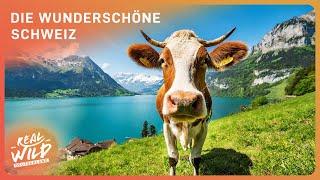 Die Schweiz: Europas schönstes Land? | Natur Doku | Real Wild Deutschland