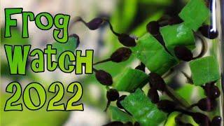 Feeding Tadpoles -Ice Cube Meal Prep - Frog Watch 2022