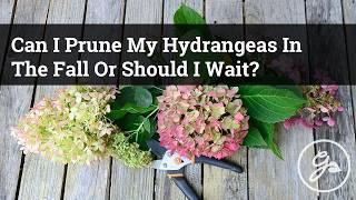 Fall Hydrangea Pruning Guide / Should You Prune Hydrangeas In The Fall?