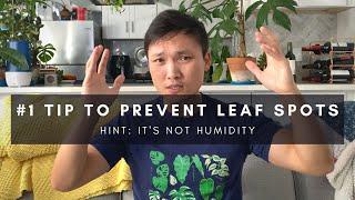 #1 Tip for Leaf Spots (it’s not humidity) | Preventing & Treating| Indoor Houseplant Care | Ep 137