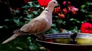 Wonderful Birds - Dove