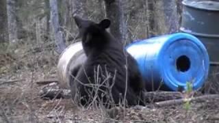 Curtis Bielecki Bear Hunt 2009