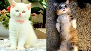 Baby cats - cute and funny baby cat videos compilation