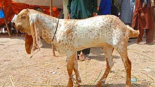 Aj phir hussan k badshah bache agaye|Madrasa bakra mandi makhi cheene bakre qurbani wale 03008309926