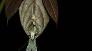 Costa Rican katydid final molt timelapse (letzte Häutung einer Langfühlerschrecke/Tettigonidae)