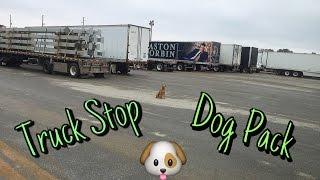 Expediter Team ~ Truck Stop Dog Pack