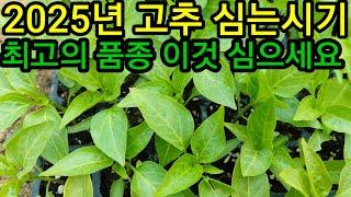2025년도 고추심기 조생종 최고의 품종 올해도 이것으로 심으세요