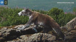 Brown Bears Covered in Whale Blubber | Alaska | Lindblad Expeditions-National Geographic