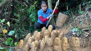 Farm Life - Harvesting wild tubers and Process Cooking