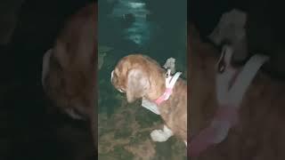 shorts video/boxer dog /mr keshab/