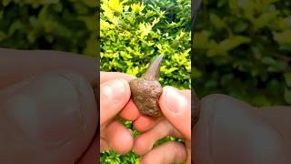 We found a limestone rock and opened it, in the search for more fossils! 