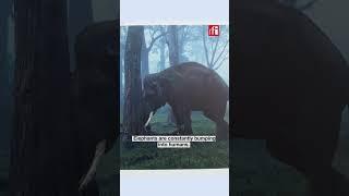 Asian elephants and humans, a tricky coexistence