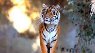 Most beautiful Animals 4K, Hayawan, ئاژەڵی جوان, جوانترین دیمەنی ئاژەڵ