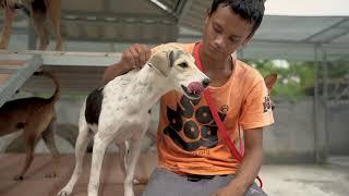 Moe's Healthy Pets: Soi Dog 15 second