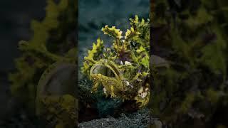 Mysteries of the Wild: Unveiling an Unknown Creature | Nature Wonders Explorer