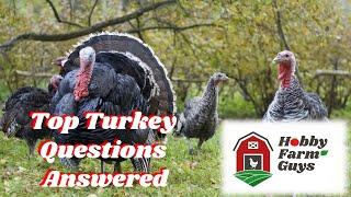 The Hobby Farm Guys Answer The Top Questions About Raising Turkeys