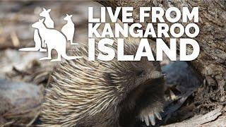 Live from Kangaroo Island: Short-beaked Echidnas | Exceptional Kangaroo Island