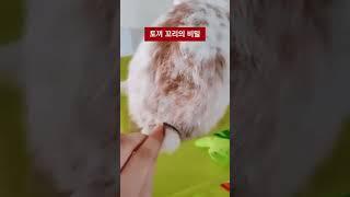 토끼 꼬리의 비밀