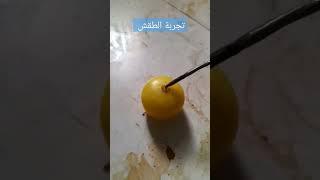 اللبان المغربي لعلاج السحر