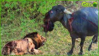 30 Unpredictable Confrontations Of The Most Powerful Wild Animals | Animal Fights Chronicles