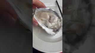 Устрица  гигант! Размер с мое лицо #путешествия