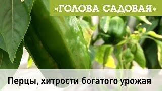 Голова садовая - Перцы, секрет богатого урожая