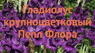 Гладиолус крупноцветковый Пепл Флора (gladiolus)  обзор: как сажать, луковицы гладиолуса Пепл Флора